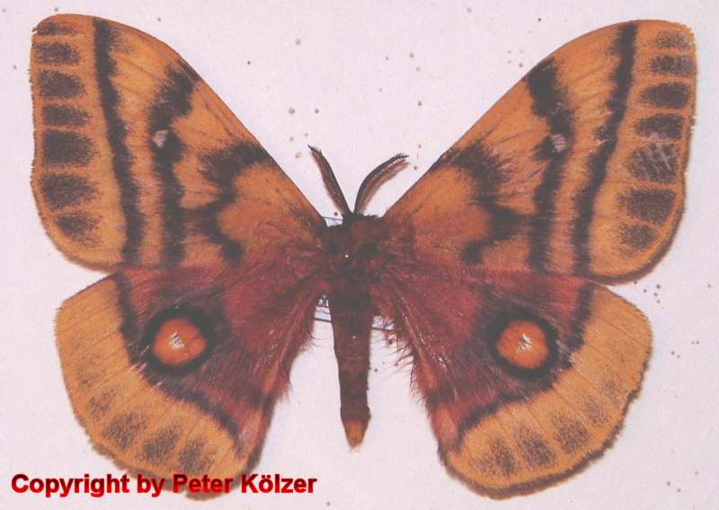 SATURNIIDAE World Homepage für den Saturniidenfreund